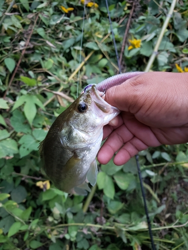 ブラックバスの釣果