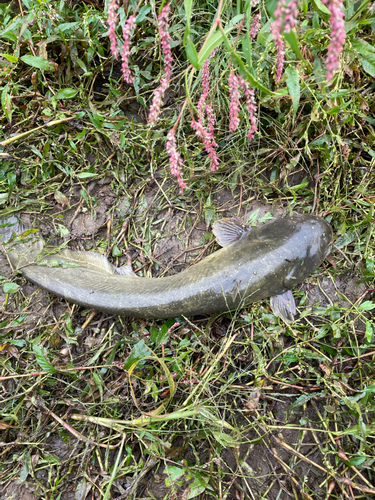 ナマズの釣果