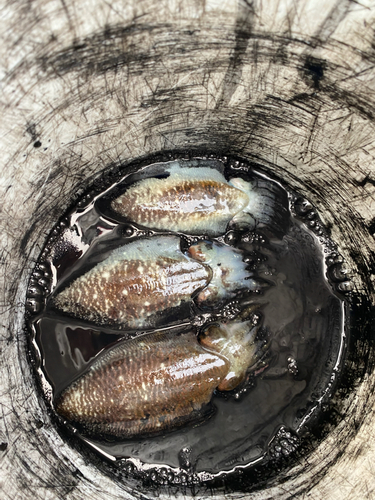 スミイカの釣果