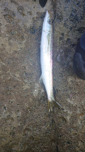 カマスの釣果