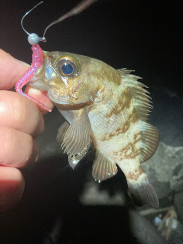 アカメバルの釣果