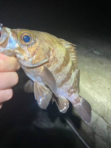 アカメバルの釣果