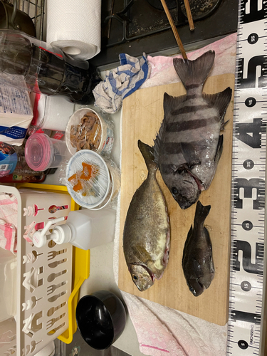 サンバソウの釣果