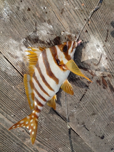 タカノハダイの釣果