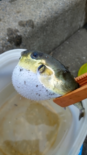 シロサバフグの釣果