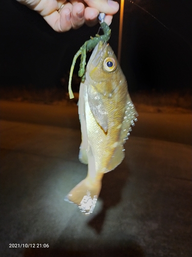 エゾメバルの釣果