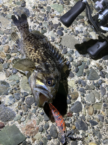 クロソイの釣果