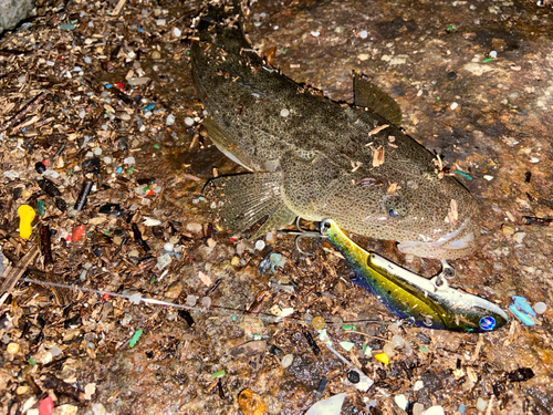 マゴチの釣果