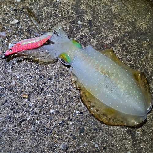 アオリイカの釣果