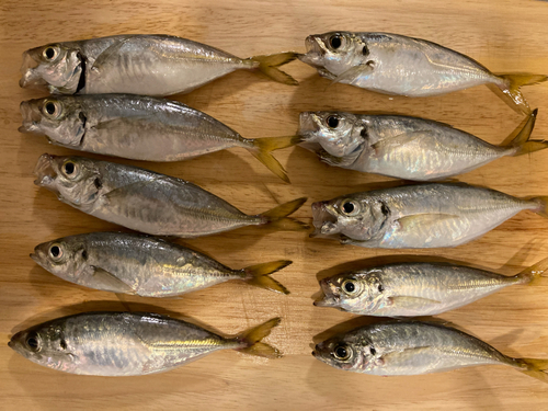 アジの釣果