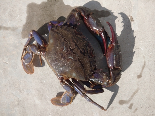 ワタリガニの釣果