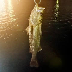 フッコ（マルスズキ）の釣果