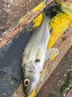 スズキの釣果