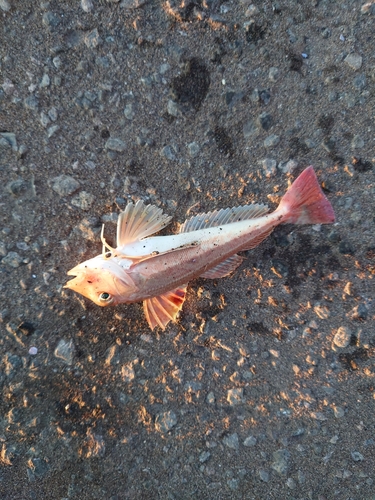 リュウグウハゼの釣果