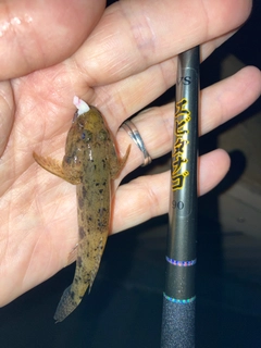 ウロハゼの釣果