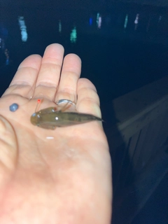 ヌマチチブの釣果