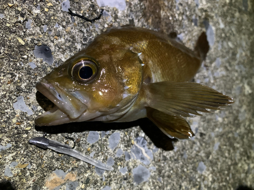 ガヤの釣果