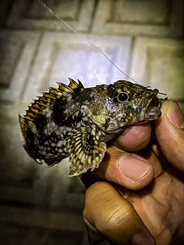 アラカブの釣果