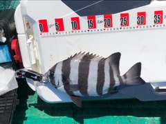 イシダイの釣果