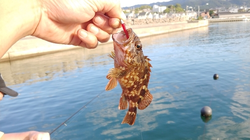 ガシラの釣果