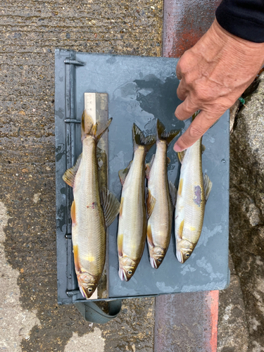 アユの釣果