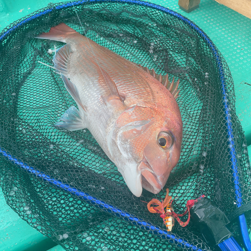 タイの釣果