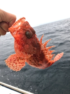 オニカサゴの釣果