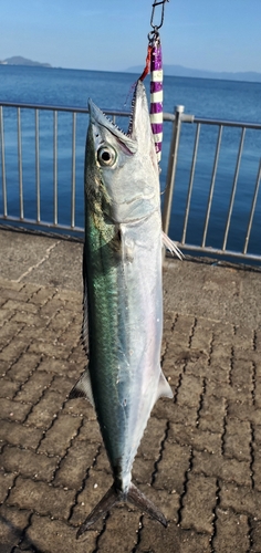 サゴシの釣果