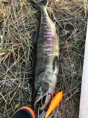 サケの釣果