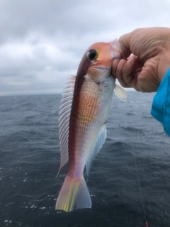 アマダイの釣果