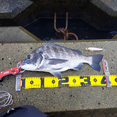 クロダイの釣果