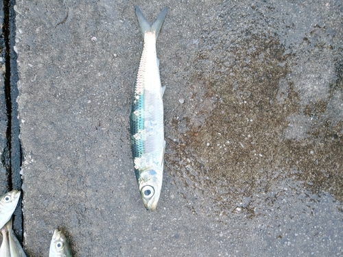 ウルメイワシの釣果