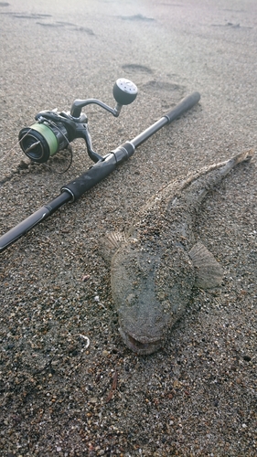 マゴチの釣果