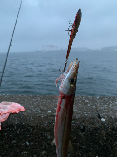 カマスの釣果