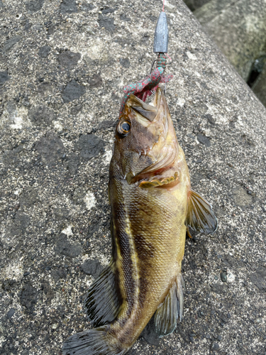 シマソイの釣果