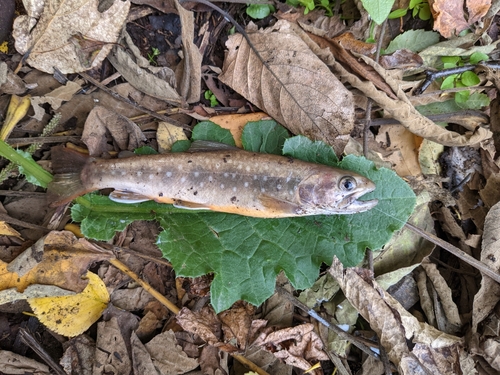 アメマスの釣果