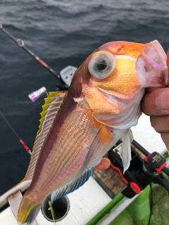 アマダイの釣果