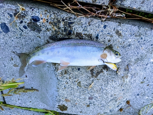 ニジマスの釣果