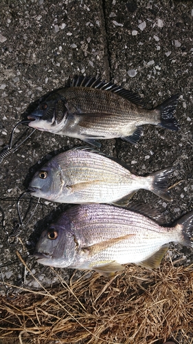 ヘダイの釣果