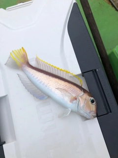 アマダイの釣果