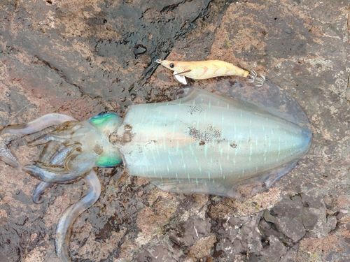 アオリイカの釣果