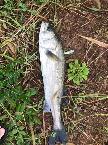 スズキの釣果