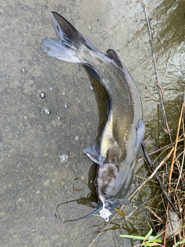 ナマズの釣果