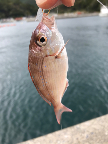 チダイの釣果