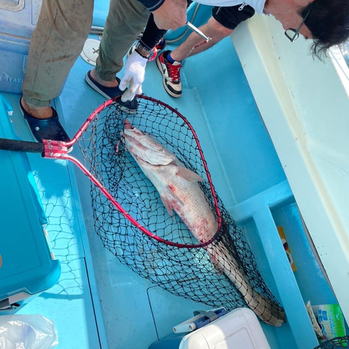 オオニベの釣果