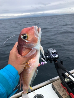 アマダイの釣果