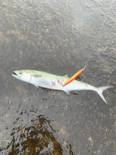 サゴシの釣果