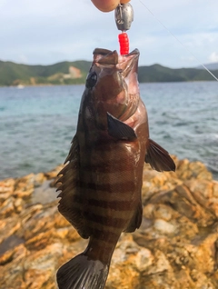 ヤミハタの釣果