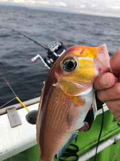 アマダイの釣果