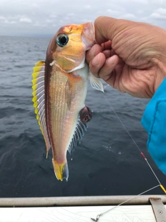 アマダイの釣果